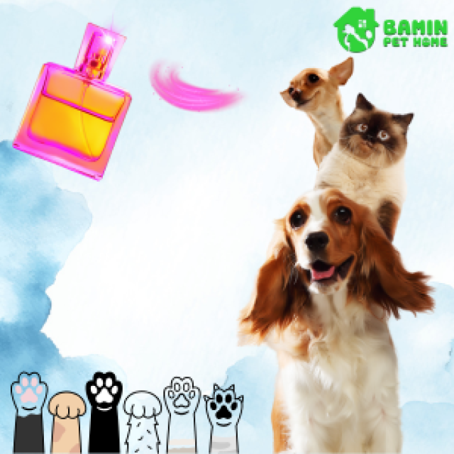 Cách Chọn Nước Hoa Phù Hợp Cho Thú Cưng - An Toàn, Thơm Lâu Và Top Lựa Chọn