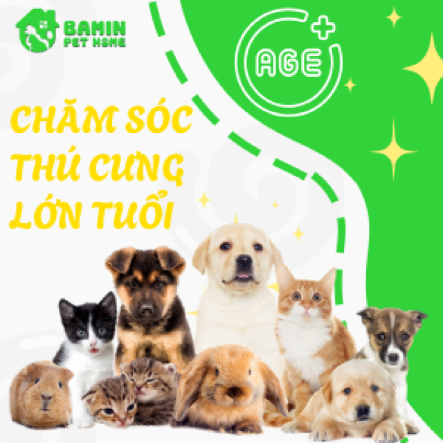 Cách Grooming Nhẹ Nhàng Cho Thú Cưng Lớn Tuổi