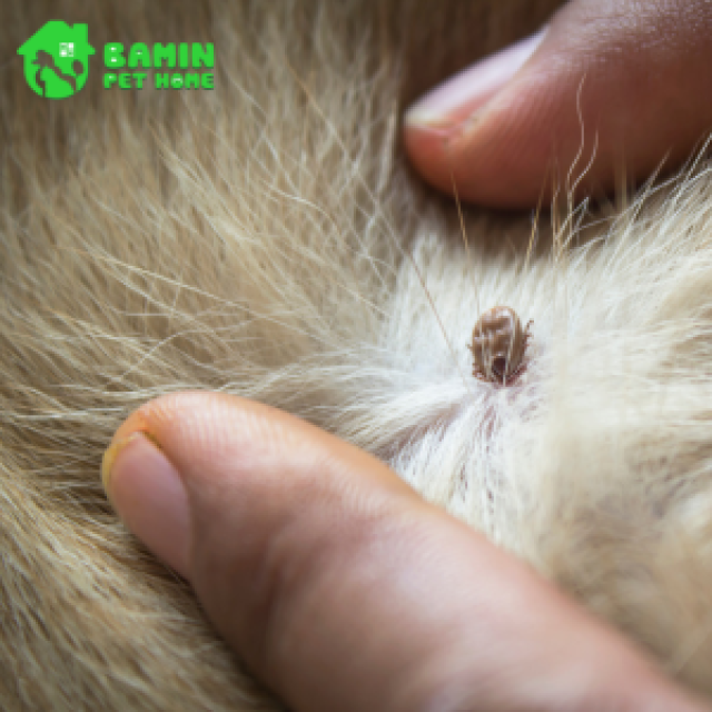 Cách Phòng Ngừa Và Thuốc Điều Trị Ve Rận Mà Bạn Nên Biết