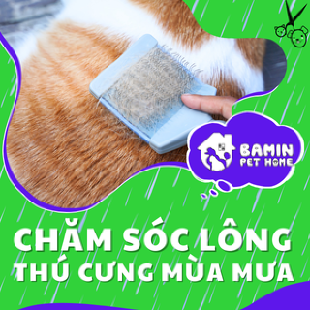Chăm Sóc Lông Chó Mèo Mùa Mưa - Mẹo Ngăn Mùi Hôi Và Nấm Da Hiệu Quả