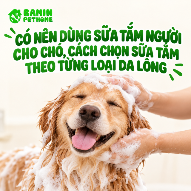 CÓ NÊN DÙNG SỮA TẮM NGƯỜI CHO CHÓ, CÁCH CHỌN SỮA TẮM THEO TỪNG LOẠI DA LÔNG