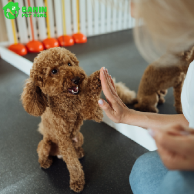 ĐẲNG CẤP THÚ CƯNG -  Cách Dạy Lệnh Cơ Bản Tại Nhà Đơn Giản và Thành Thạo