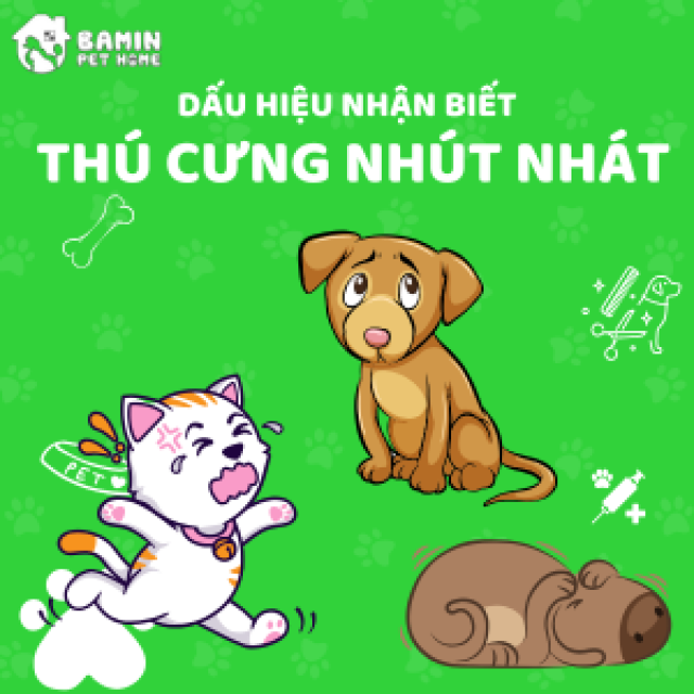 Dấu Hiệu Nhận Biết Thú Cưng Nhút Nhát Và Cách Chăm Sóc