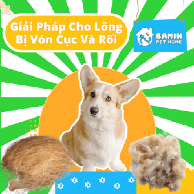 Giải Pháp Cho Lông Thú Cưng Bị Vón Cục Và Rối - Từ Sản Phẩm, Kỹ Thuật Đến Cách Ngăn Ngừa