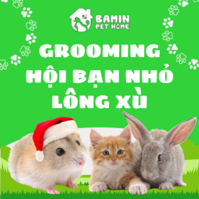 Grooming Cho Hội Bạn Nhỏ Lông Xù - Thỏ Kiểng, Hamster Thật Dễ Dàng