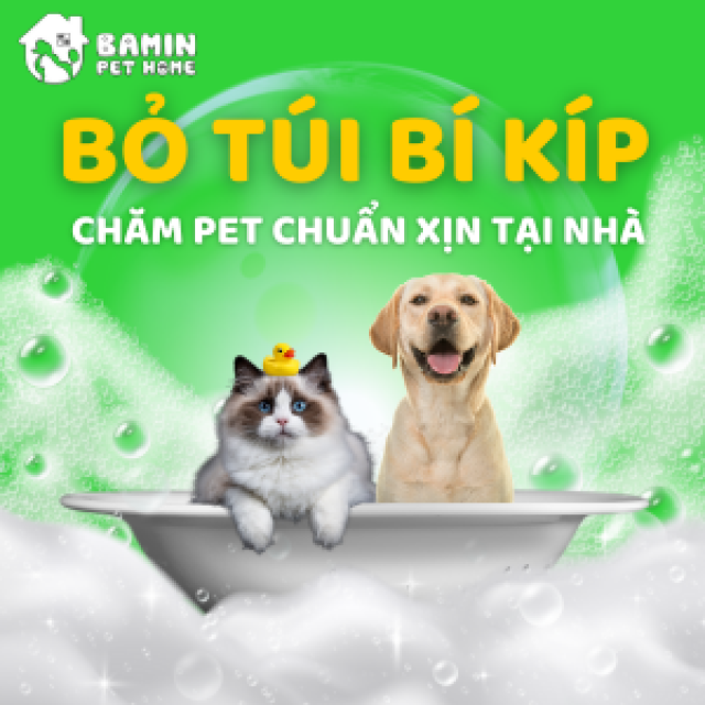 Grooming Tại Nhà - Từ Thảm Họa Đầu Tay Đến Bí Kíp Chăm Boss Chuẩn Xịn