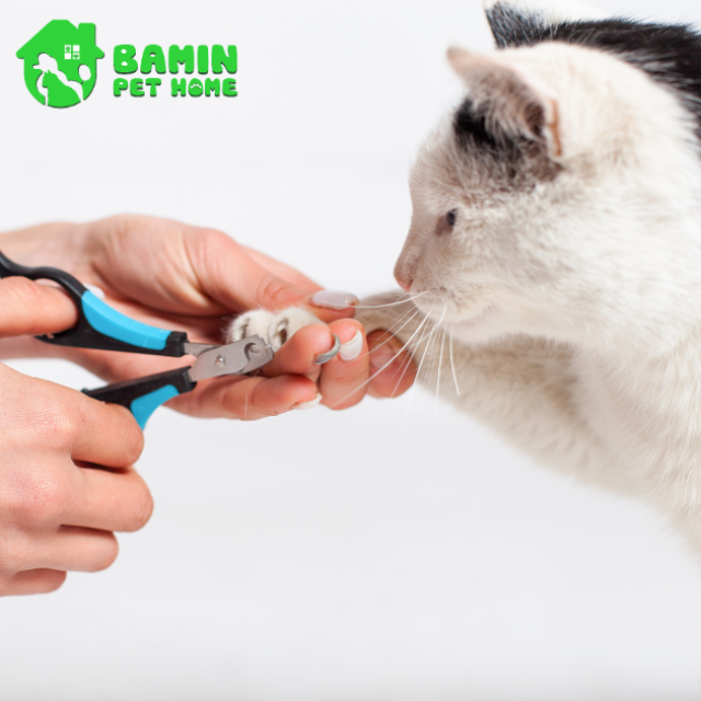 Hướng dẫn cắt móng cho thú cưng của bạn như một thợ Grooming