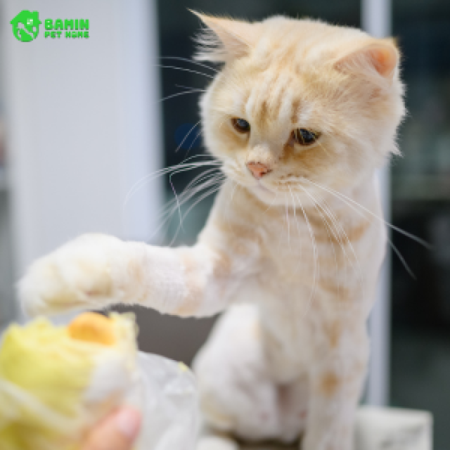 Làm Thế Nào Để Chia Tay Thú Cưng Mà Không Gây Ra Tổn Thương Tâm Lý?