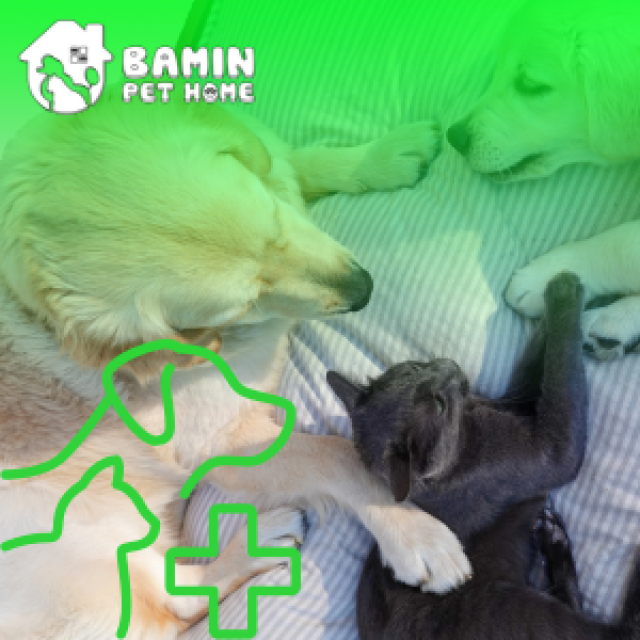 Lịch Trình Chăm Sóc Sức Khỏe Định Kỳ Cho Chó/Mèo: Bạn Cần Biết Gì?