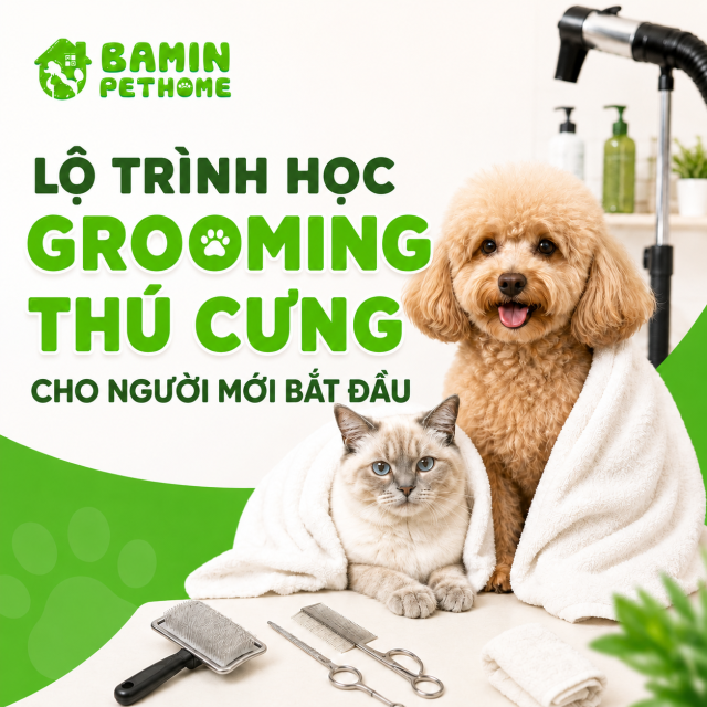 LỘ TRÌNH HỌC GROOMING THÚ CƯNG CHO NGƯỜI MỚI BẮT ĐẦU TỪ TẮM SẤY ĐẾN THỰC HÀNH THỰC TẾ
