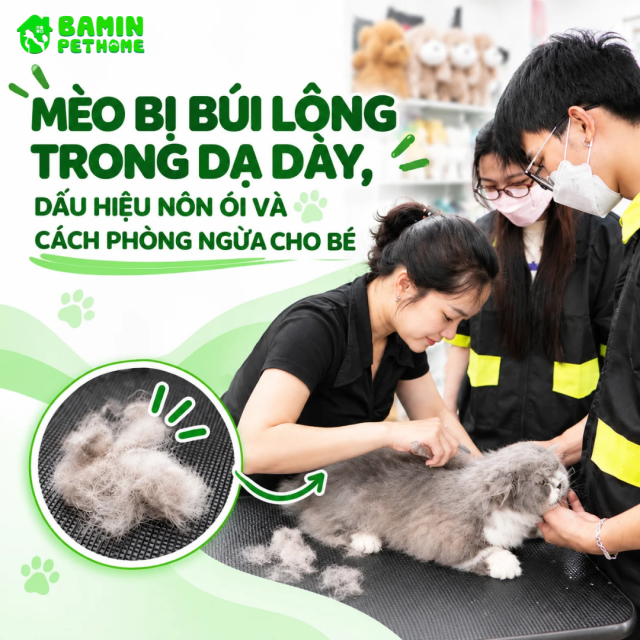 MÈO BỊ BÚI LÔNG TRONG DẠ DÀY, DẤU HIỆU NÔN ÓI VÀ CÁCH PHÒNG NGỪA CHO BÉ