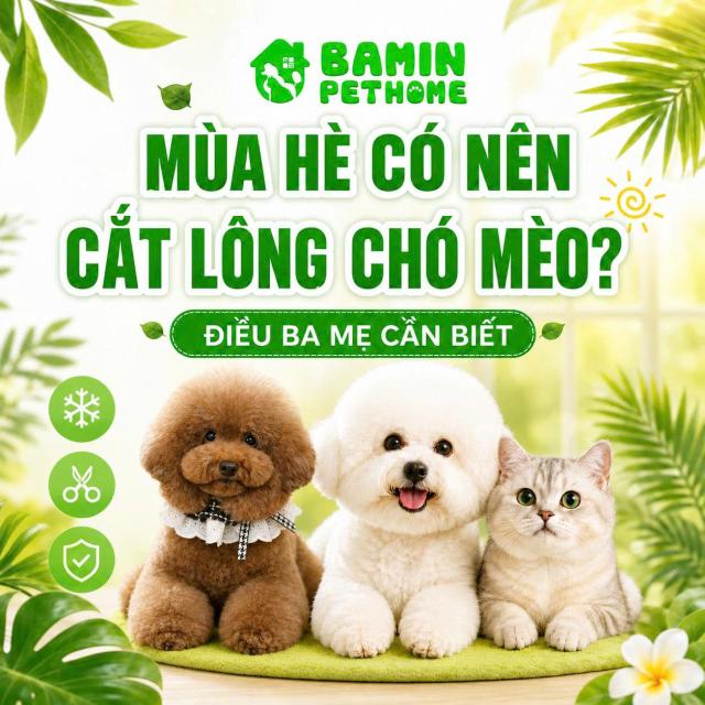 MÙA HÈ CÓ NÊN CẮT LÔNG CHO CHÓ MÈO KHÔNG? NHỮNG ĐIỀU BA MẸ CẦN BIẾT