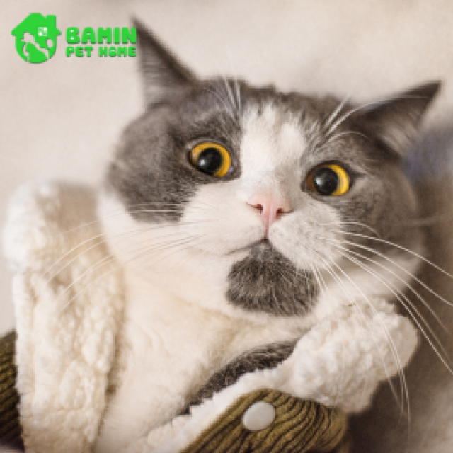 Những Lỗi Thường Gặp Khi Grooming Thú Cưng: Cẩm Nang Cho Người Mới Bắt Đầu