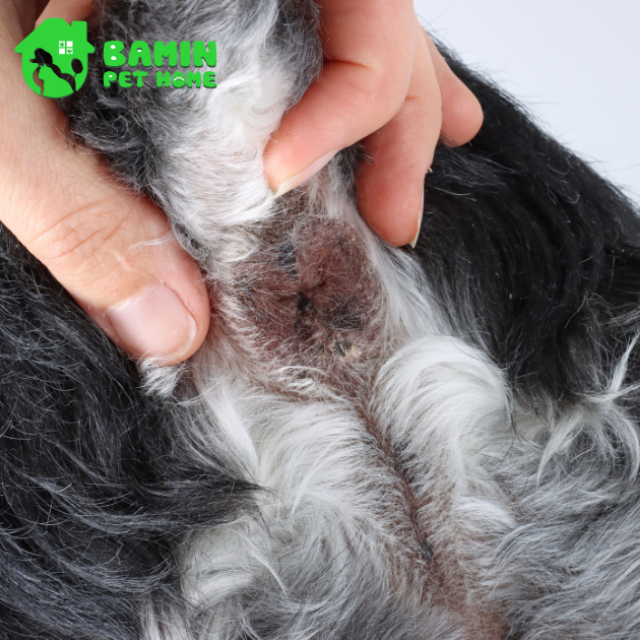Tuyến hôi của chó là gì? Tại sao cần cắt tuyến hôi cho chó?