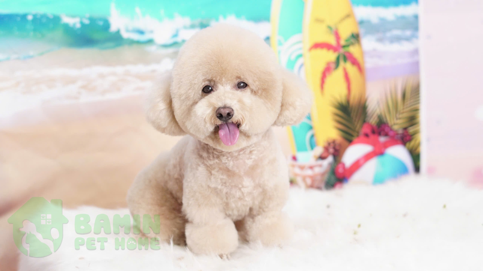 Bamin Pet Home - Cắt tỉa lông - Spa thú cưng uy tín Cần Thơ 