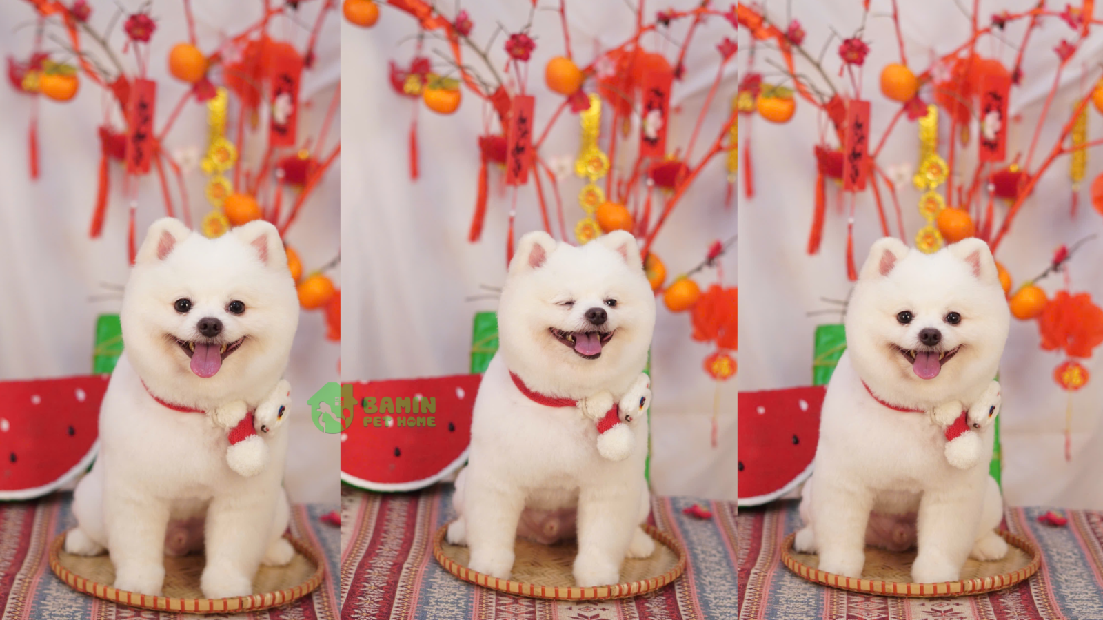 Bamin Pet Home - Cắt tỉa lông - Spa thú cưng uy tín Cần Thơ 